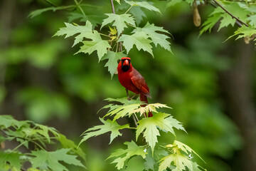 Wall Mural - cardinal