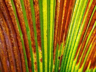 Wall Mural - abstract green of the fresh leaves contrasts with  brown dry leaf straight line patterndry background close-up