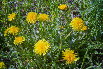 Wall Mural - Close up of blooming yellow dandelion flowers Taraxacum officinale in garden on spring time.