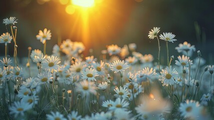 Poster - ethereal landscape of white daisy field at golden hour focusing on the radiant setting sun dreamy nature photography