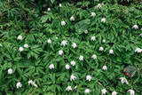 Fototapeta Boho - In springtime gardening, the anemone flower blooms, its white petals dancing in the wind amidst lush green leaves