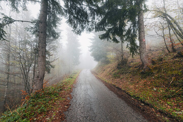 Wall Mural - In the foggy woodland, an autumn road leads travelers on a serene journey through the dark forest, providing a peaceful view of the seasonal landscape.