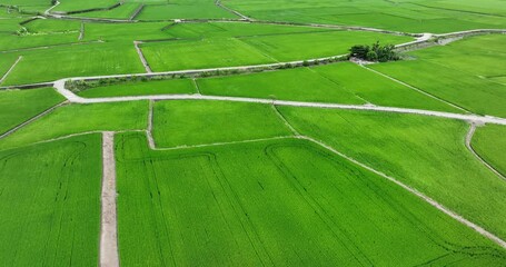 Canvas Print - Aerial view of the paddy rice field