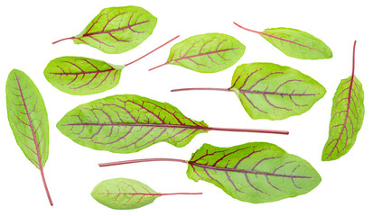 Wall Mural - Set of green fresh  beetroot leaves on white background. File contains clipping paths.