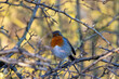 © Colin Ward - Robin perched in a tree on a winter day, County Durham, England, UK.