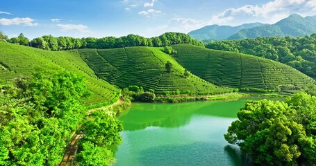 Wall Mural - Aerial view of green tea plantation and mountains nature landscape at in Hangzhou. Beautiful tea mountain in spring.