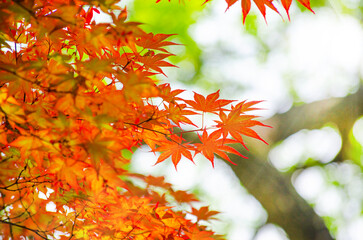 red leaves of acer freemanii autumn blaze on blue sky background. close-up of fall colors maple tree