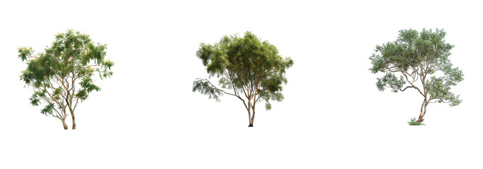 Green Colorful Isolated Trees  Seasonal Nature Illustration isolated on a transparent or white background, png