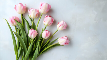 Wall Mural - Blossom pink tulip flowers on white background, summer time illustration.