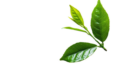 A close-up view of a tree branch covered in vibrant green leaves, showcasing natures beauty and growth