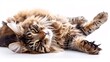 © PalaG - A contented Maine Coon cat sprawled luxuriously on its back, paws outstretched, basking in a warm spotlight against a clean white background.