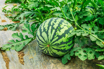 Wall Mural - Fresh watermelon fruit in watermelon fields. Watermelon harvest season in summer.