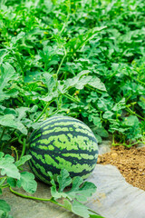 Wall Mural - Fresh watermelon fruit in watermelon fields. Watermelon harvest season in summer.