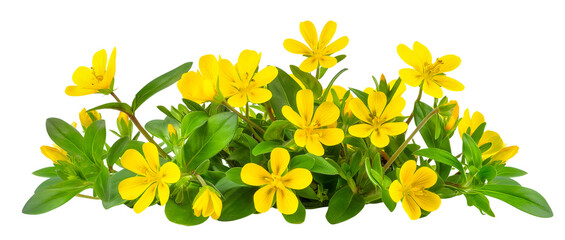 Beautiful small perennials with yellow flowers isolated on transparent or white background