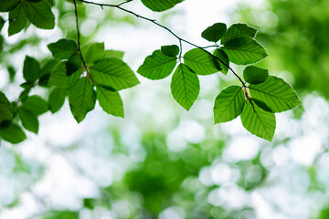 Wall Mural - Vibrant green beech leaves adorn the forest in the midst of summer, creating a lush canopy overhead. Nature background