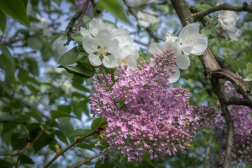 Beautiful pink lilac and white apple tree flowers blooming in springtime. 