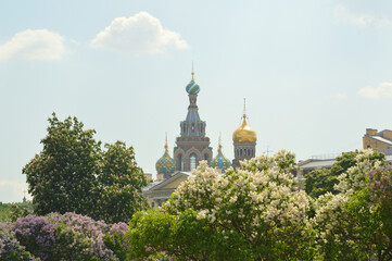 Wall Mural - Blooming lilac and Church of the Savior on Spilled Blood in St. Petersburg.