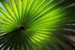 © Jeremiah Le/Stocksy - Green Palm Leaf under Sunlight
