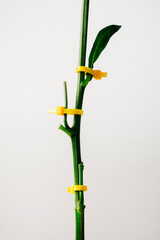 Bound plant tree
