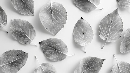 Wall Mural - skeleton leaves on a white backdrop for creating autumn themed designs in monochrome