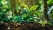 © venusvi - A close-up photo of a coffee bean seedling emerging from the soil, with a lush green forest background.