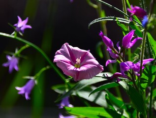 Sticker - flower in the garden