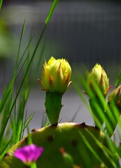 Canvas Print - cactus flower in bloom