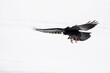 © Tim Booth/Stocksy - A black Chuff landing on snow