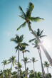 © VICTOR TORRES/Stocksy - Tropical beach with tall palm trees and blue sky