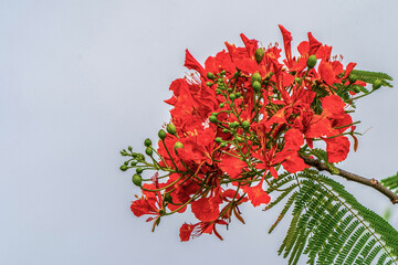 Wall Mural - Fiery Red Flowering Trees in the Galapagos Islands