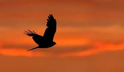 Wall Mural - silhouette of a red kite in flight at sunset