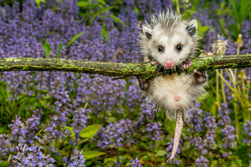 Wall Mural - Virginia Opossum - Didelphis virginiana