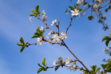 Wall Mural - Branches of a blooming fruit tree against the sky. Spring background.