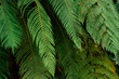 © Anna Tsukanova/Stocksy - Close up of  fern in tropical jungles