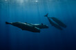 © Song Heming/Stocksy - Sperm whale swimming underwater