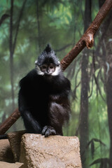 Wall Mural - Closeup photo of a Francois' langur monkey