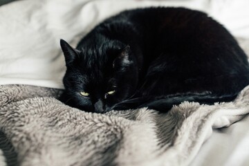 Wall Mural - Closeup shot of a black cat curled up on gray faux fur blanket with eyes open