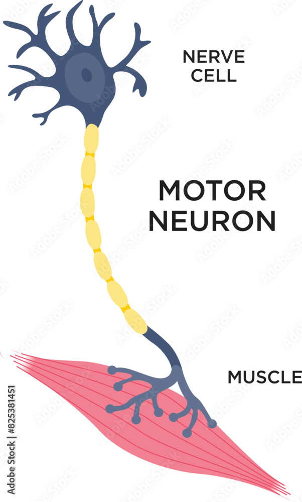 Vector medical illustration of a motor neuron of the central nervous ...