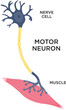 © Wirestock - Vector medical illustration of a motor neuron of the central nervous system
