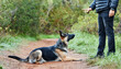 © peopleimages.com - German shepherd, dog and service animal with ball for training, scent tracking or listening to trainer. Outdoors, hiking trail and pet laying for command, teaching behavior or obedience in forest