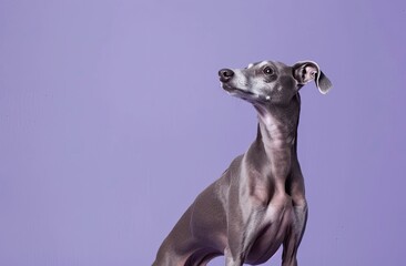 Wall Mural - Portrait of a sleek, elegant dog with a short coat on a soft purple background, showcasing its graceful stance and alert expression.