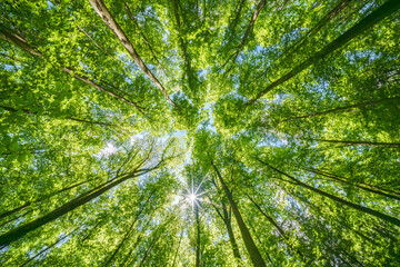 Wall Mural - springtime forest with setting sun shining through leaves and branches. nature, forestry, habitat, e