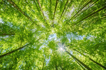 Wall Mural - springtime forest with setting sun shining through leaves and branches. nature, forestry, habitat, e