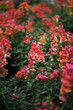 © ALICIA BOCK/Stocksy - Vibrant Snapdragon Flowers
