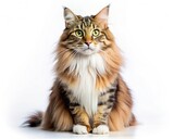 Fototapeta  - Norwegian Forest breed cat sitting isolated on white background looking at camera.