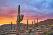© Kelsey Sandoval/Stocksy - Saguaro Cactus at Sunset