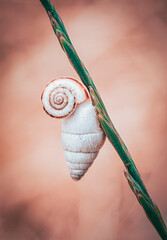 snail on a leaf