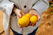 © Adrian Rodd/Stocksy - Several lemons in the hands during the harvesting process