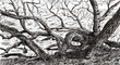 © Ivan Haidutski/Stocksy - Ink illustration of a tree, pen drawing