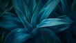 © maikuto - Close-up shot of an agave plant showcasing its dark blue leaves in intricate detail.